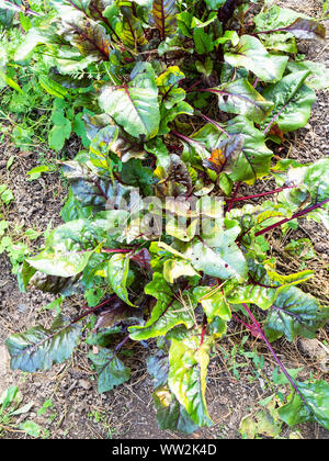 Vue de dessus de feuilles fraîches de betterave rouge sur jardin Banque D'Images