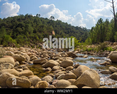 Forest river avec rocky lit dans la nature (Corse - France) Banque D'Images