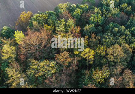 Lietzen, Allemagne. 10 Sep, 2019. Une forêt à un champ dans le territoire de la ville de district (vue aérienne avec un drone). Crédit : Patrick Pleul/dpa-Zentralbild/ZB/dpa/Alamy Live News Banque D'Images