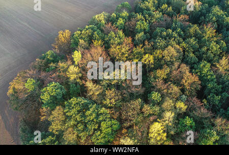 Lietzen, Allemagne. 10 Sep, 2019. Une forêt à un champ dans le territoire de la ville de district (vue aérienne avec un drone). Crédit : Patrick Pleul/dpa-Zentralbild/ZB/dpa/Alamy Live News Banque D'Images