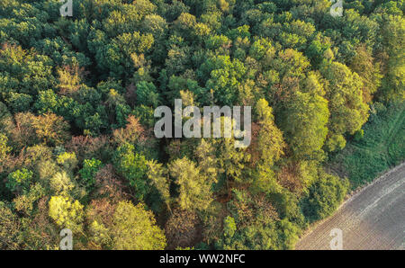 Lietzen, Allemagne. 10 Sep, 2019. Une forêt à un champ dans le territoire de la ville de district (vue aérienne avec un drone). Crédit : Patrick Pleul/dpa-Zentralbild/ZB/dpa/Alamy Live News Banque D'Images