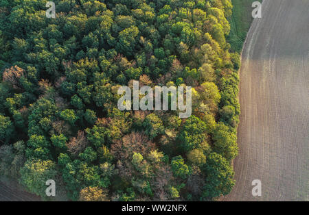 Lietzen, Allemagne. 10 Sep, 2019. Une forêt à un champ dans le territoire de la ville de district (vue aérienne avec un drone). Crédit : Patrick Pleul/dpa-Zentralbild/ZB/dpa/Alamy Live News Banque D'Images