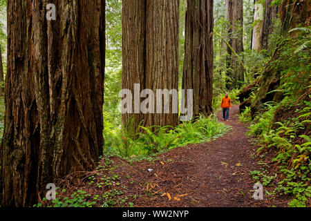 CA03565-00...CALIFORNIE - Bois Rouge forêt le long de la James Irvine Trail dans la région sauvage d'État Guillemot la Prairie Creek Redwoods State Park. Banque D'Images