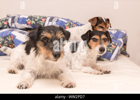 Un groupe de chiens drôles sont couchées et dormir dans un lit. Trois petits Jack Russell Terrier de chien. Banque D'Images