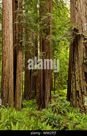 CA03579-00...CALIFORNIE - Bois Rouge forêt le long de la cathédrale d'arbres sentier dans la Prairie Creek Redwoods State Park ; partie de la National Redwoods et Stat Banque D'Images