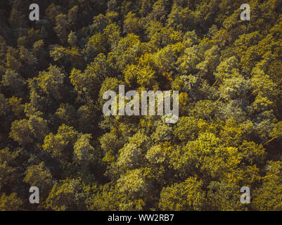 La forêt allemande photographié par drone en couleurs vintage Banque D'Images