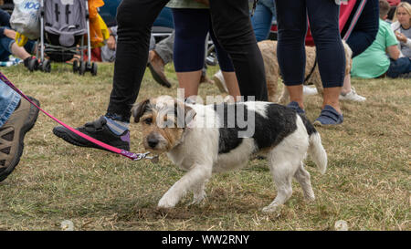 Petit Chien de type terrier sur un conducteur rose en passant devant plusieurs jeux de jambes humaines à un comté anglais show Banque D'Images