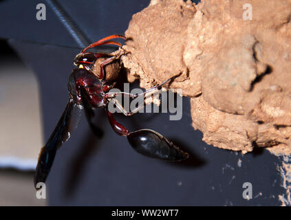 Une grande guêpe solitaire, le Grand Potter Wasp femelle construit un nid de boue de cellules contiguës chacune avec un paralised caterpillar pour les larves à manger Banque D'Images