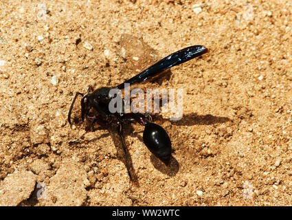 Une grande guêpe solitaire, le Grand Potter Wasp femelle construit un nid de boue de cellules contiguës chacune avec un paralised caterpillar pour les larves à manger Banque D'Images