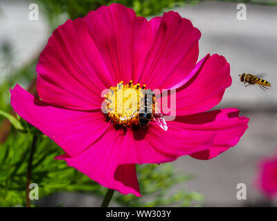 Cosmos rose fleur avec une abeille en visite et l'arrivée d'un hoverfly Banque D'Images