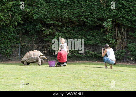 Keeper et aux visiteurs des tortues géantes d'Aldabra Linton Zoo Conservation Park Cambridgeshire 2019 Banque D'Images