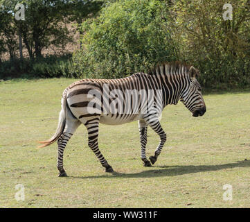 Zèbre de montagne de Hartmann Linton Zoo Conservation Park Cambridgeshire 2019 Banque D'Images