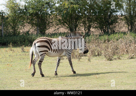 Zèbre de montagne de Hartmann Linton Zoo Conservation Park Cambridgeshire 2019 Banque D'Images