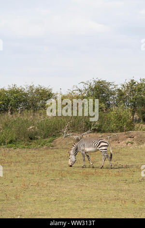 Zèbre de montagne de Hartmann Linton Zoo Conservation Park Cambridgeshire 2019 Banque D'Images