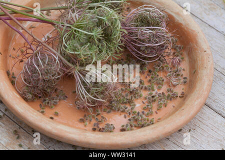 Wilde, Möhre, Samenstände Kräuterernte, Samen, Saat, Möhre, Daucus carota, Daucus carota subsp. carota, la carotte sauvage, la carotte, le nid d'oiseau, Bishop's lac Banque D'Images