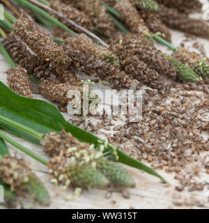 Spitz-Wegerich, Spitzwegerich Samenstände, Samen, Kräuterernte Wegerichsamen,,, Saat, Wegerich, Plantago lanceolata, plantain Lancéole, anglais, étroit Banque D'Images