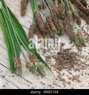 Spitz-Wegerich, Spitzwegerich Samenstände, Samen, Kräuterernte Wegerichsamen,,, Saat, Wegerich, Plantago lanceolata, plantain Lancéole, anglais, étroit Banque D'Images