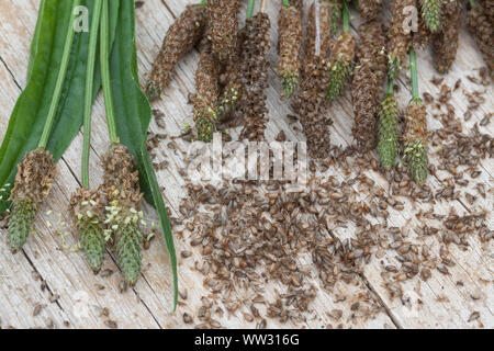 Spitz-Wegerich, Spitzwegerich Samenstände, Samen, Kräuterernte Wegerichsamen,,, Saat, Wegerich, Plantago lanceolata, plantain Lancéole, anglais, étroit Banque D'Images