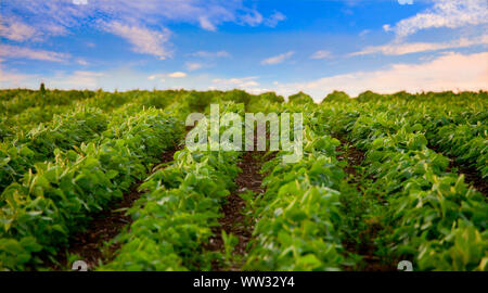 Champ de soya, low angle view at dawn Banque D'Images