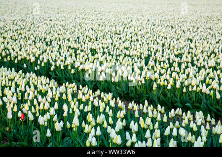 Champ de tulipes commercial près de Lisse, Pays-Bas Banque D'Images