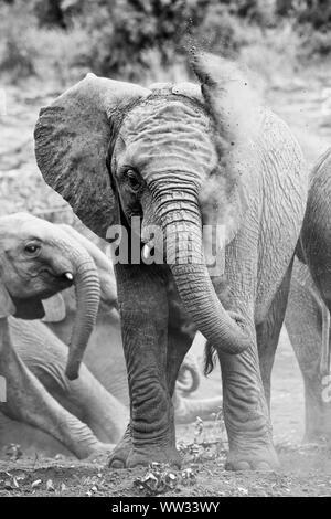 L'éléphant sauvage de jeter la terre avec sa malle Banque D'Images