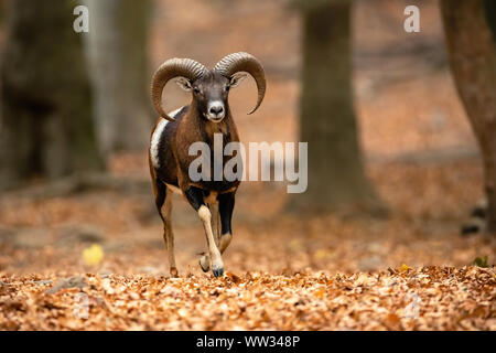 Mouflon ram fonctionnant à travers forêt en automne avec les feuilles d'orange sur le terrain Banque D'Images