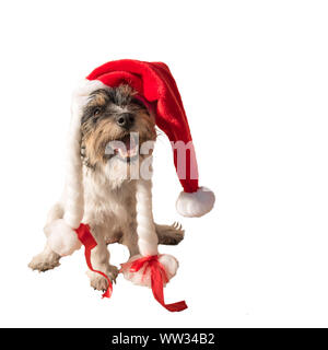 Père Noël mignon. portrait de chien Jack Russell Terrier a une tête rouge sur. La hat a une étoile. Le chien a sa bouche ouverte. Il est assis en face d'une brindille Banque D'Images