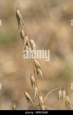 Macro close-up shot le mûrissement de l'Avoine Avena sativa / croissant dans sunny UK champ. Métaphore cultures arables, l'agriculture, les cultures de céréales, la sécurité alimentaire, de porridge d'avoine Banque D'Images