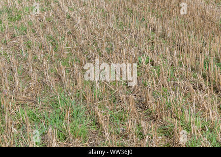 Champ de chaume d'automne après la récolte de céréales d'avoine récoltés (chaumes ici). Métaphore de la sécurité alimentaire / nourriture croissante, l'agriculture britannique, cycle agricole. Banque D'Images