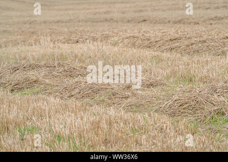 Champ de chaume d'automne après la récolte de céréales d'avoine récoltés (chaumes ici). Métaphore de la sécurité alimentaire / nourriture croissante, l'agriculture britannique, cycle agricole. Banque D'Images