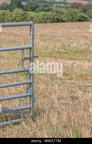 Champ de chaume d'automne après la récolte de céréales d'avoine récoltés (chaumes ici). Métaphore de la sécurité alimentaire / nourriture croissante, l'agriculture britannique, cycle agricole. Banque D'Images