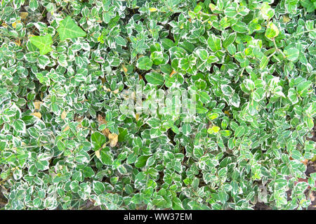 Euonymus fortunei Emerald Gaiety feuillage panaché blanc et vert du fond naturel de feuilles d'arbustes Banque D'Images