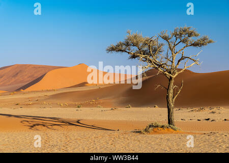 Dunes de sable, Sossusvlei, Namib-Naukluft National Park, Sesriem, Namibie Banque D'Images