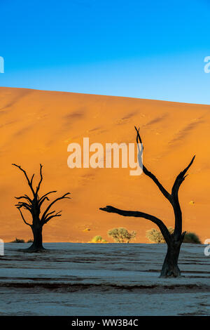 Vieux arbres morts, Deadvlei, Namib-Naukluft National Park, Sesriem, Namibie Banque D'Images