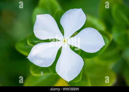 La pervenche blanche fleur Banque D'Images