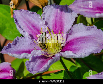 Une abeille la collecte du pollen sur une fleur de clématite Banque D'Images