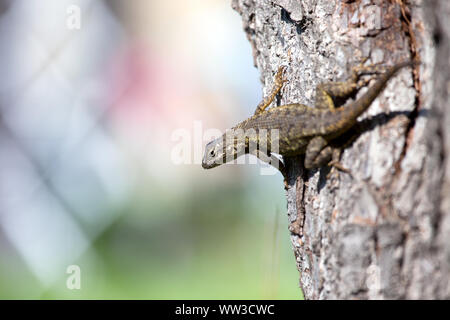 Clôture de l'Ouest (lézards Sceloporus occidentalis) Banque D'Images