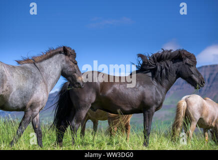 Chevaux islandais et beau paysage en été, Islande Banque D'Images