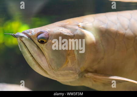 Freswater fish - Osteoglossum bicirrhosum Banque D'Images