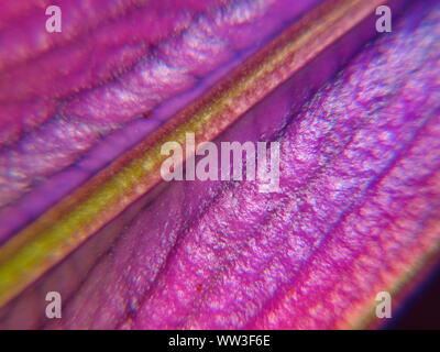 Une macro closeup coloré photo d'un bourgeon non ouvert-fleur d'un rose orientale( lily lilium orientalis) stargazer Banque D'Images
