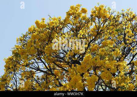 Floraison jaune en détail arbre Ipe avec ciel bleu Banque D'Images