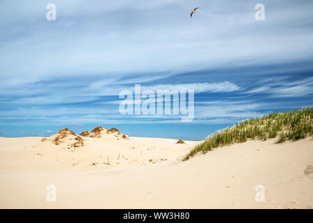 Déplacement des dunes dans le Parc National Slowinski, Pologne Banque D'Images