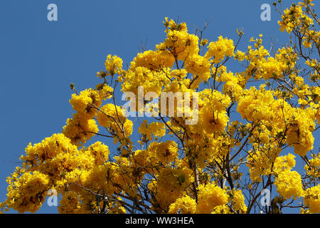 Floraison jaune en détail arbre Ipe avec ciel bleu Banque D'Images