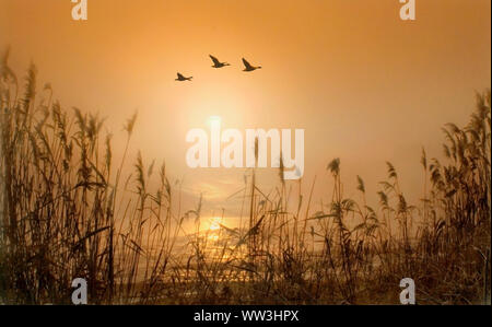 Vol d'oies sauvages sur un lever de soleil brumeux Banque D'Images