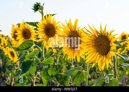 Deux tournesols jaunes avec bumblebee on a sunny day contre le ciel Banque D'Images
