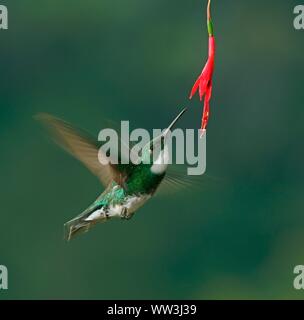 Colibri à gorge blanche (Leucochloris albicollis) boire à une fleur, la Forêt Tropicale Atlantique, l'État de Sao Paulo, Brésil Banque D'Images