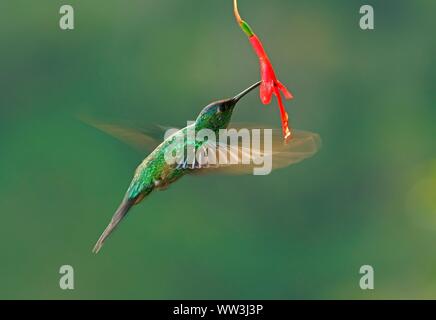 Violet-capped woodnymph (Thalurania glaucopis) boire à une fleur, la Forêt Tropicale Atlantique, l'État de Sao Paulo, Brésil Banque D'Images
