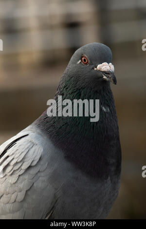 Portrait de Pigeon Banque D'Images