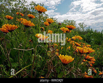 Vue rapprochée d'une foule de fleurs jaune or lumineux on grassy bank ci-dessous ciel dramatique près de Pittenweem, East Neuk,Fife, Écosse, Royaume-Uni Banque D'Images