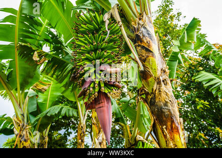 Avis sur l'usine de bananes à côté du village de jardin, Colombie Banque D'Images